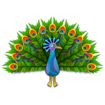 Peacock vector clip art