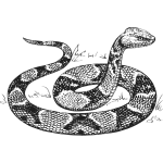 Copperhead vector image