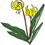 Erythronium grandiflorum vector