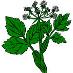 Cow Parsnip vector image