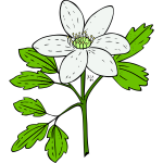 Anemone Piperi vector