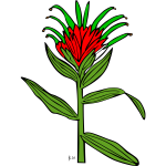 Castilleja Miniata