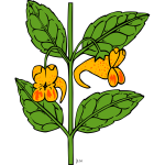 KU impatiens capensis vector