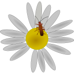 Bug on a flower vector