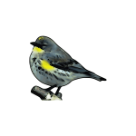 Warbler vector trace