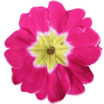 Realistic pink flower