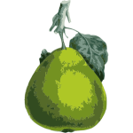 Vector clip art of pear