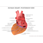 Human heart