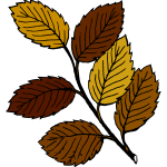 Autumn leaves on branch vector image