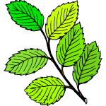 Leaves vector graphics