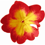 Traced vector flower